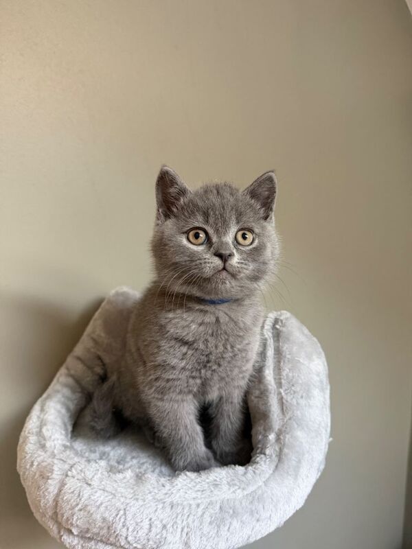 British shorthair kittens