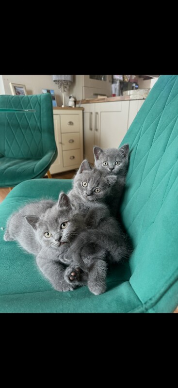 British shorthair kittens - Image 2 of 5