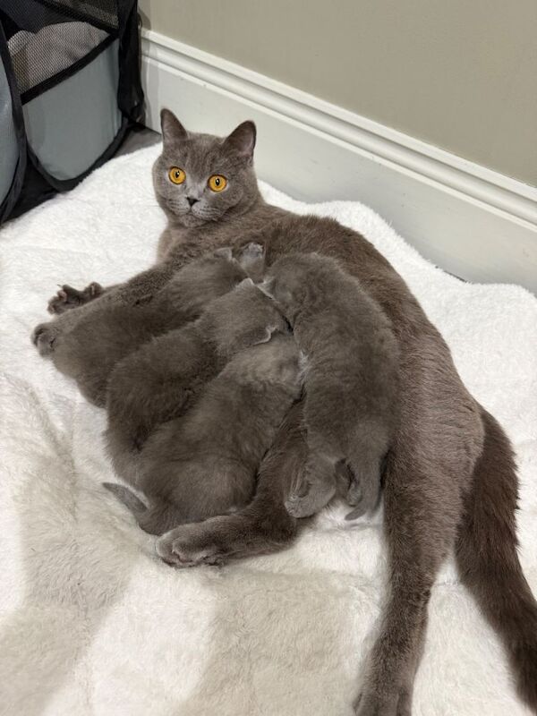 British shorthair kittens - Image 3 of 5