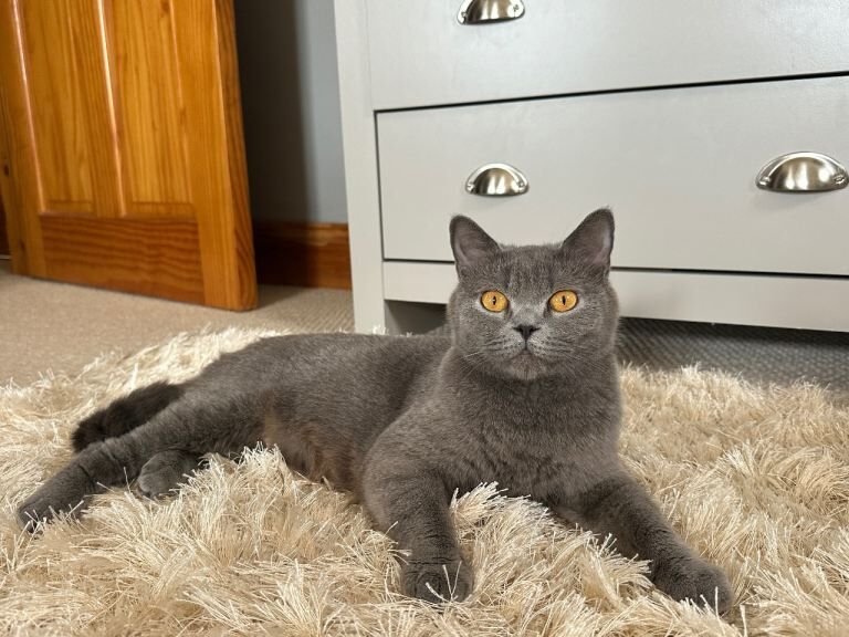 British shorthair kittens - Image 4 of 5