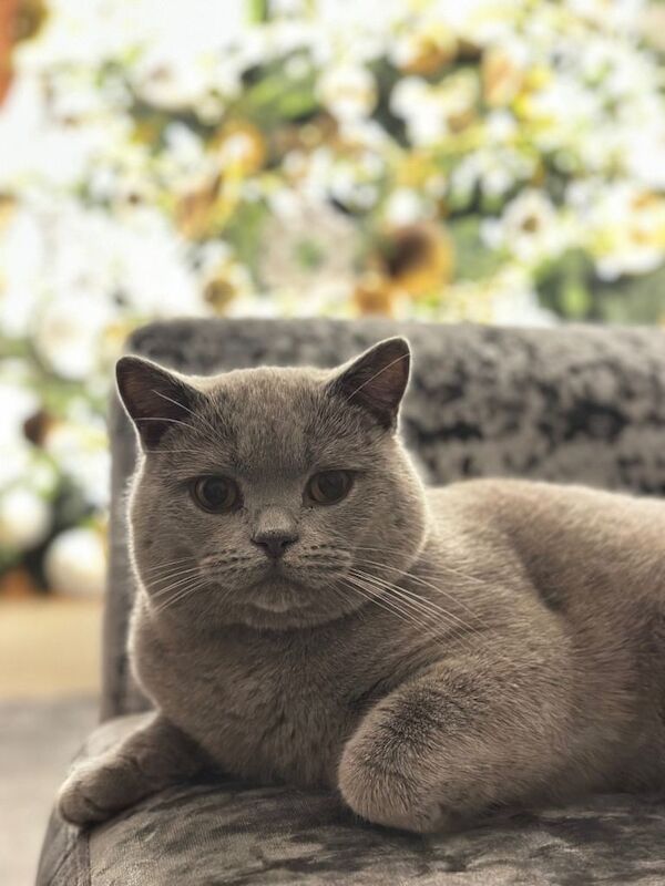 British shorthair kittens - Image 5 of 5