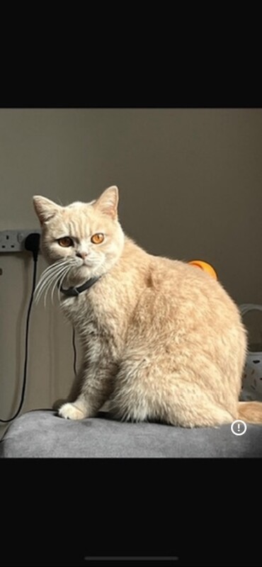 British shorthair kittens - Image 2 of 4