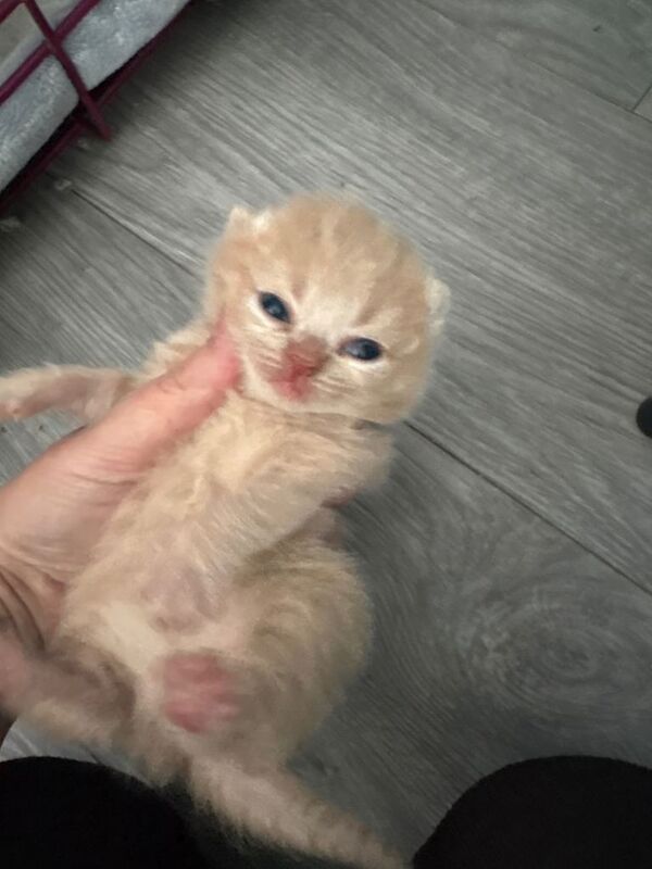 British shorthair kittens - Image 3 of 4