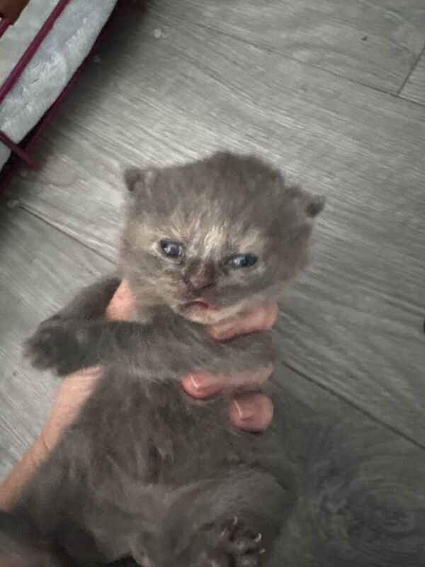 British shorthair kittens - Image 4 of 4