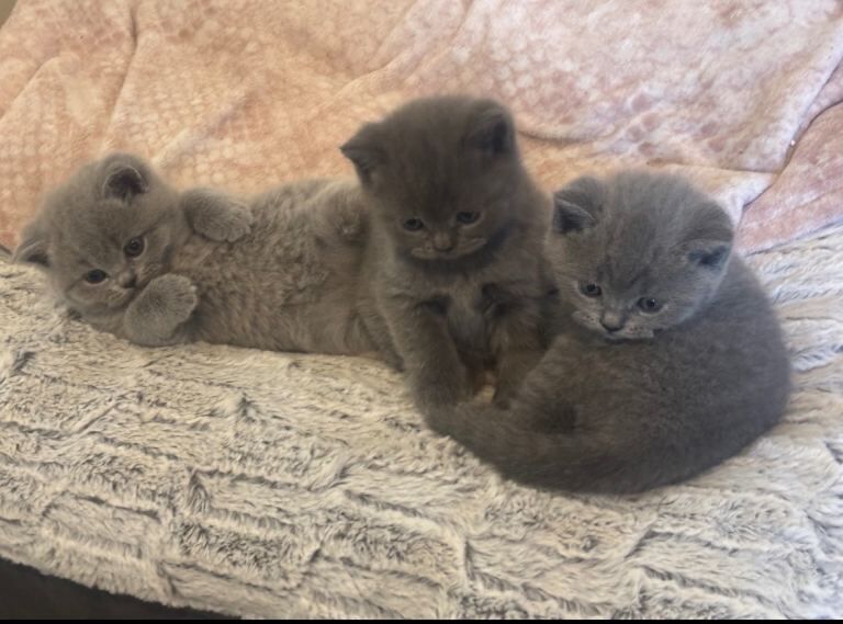 British shorthair kittens