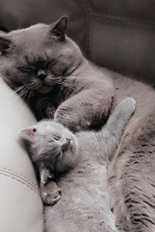 British shorthair kittens - Image 2 of 4