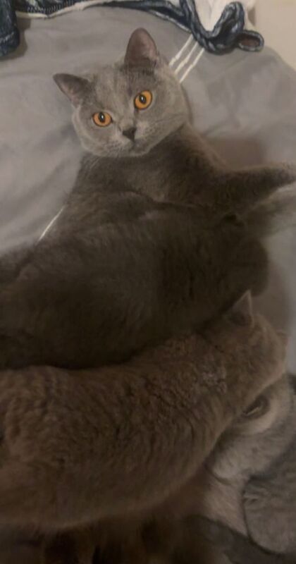 British shorthair kittens - Image 3 of 4