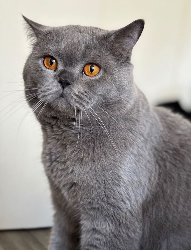 British shorthair kittens - Image 4 of 4