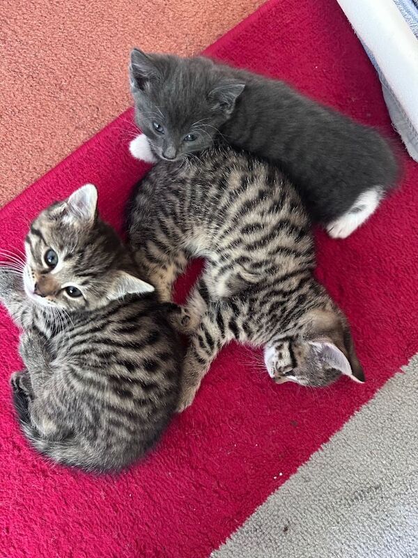 British shorthair kittens