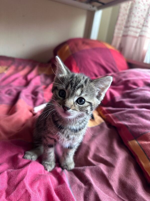 British shorthair kittens - Image 2 of 5