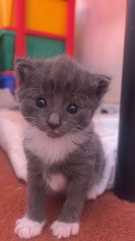 British shorthair kittens - Image 4 of 5