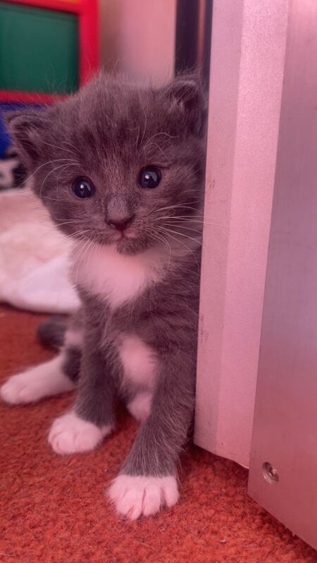 British shorthair kittens - Image 5 of 5