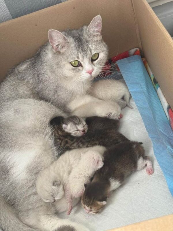 British shorthair kittens