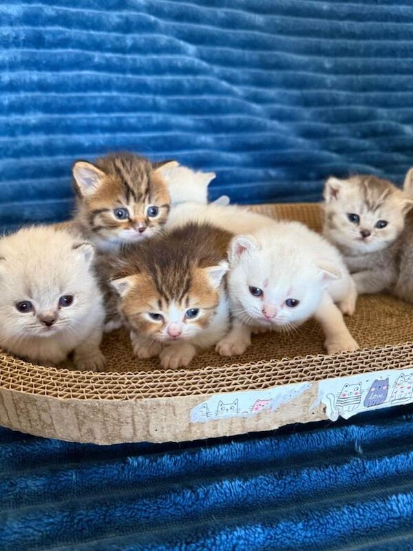 British shorthair kittens - Image 2 of 4