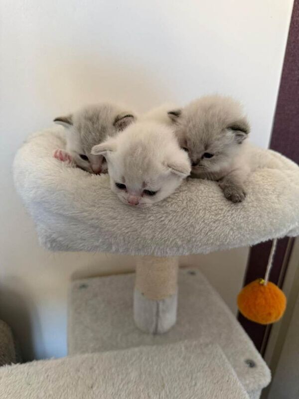 British shorthair kittens - Image 3 of 4