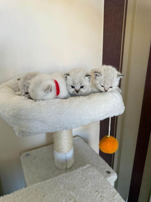 British shorthair kittens - Image 4 of 4