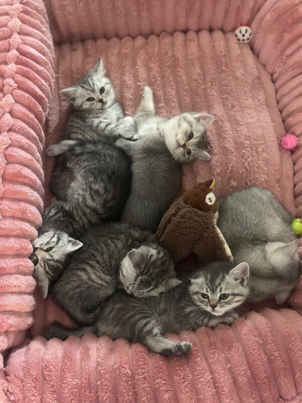 British Shorthair kittens - Image 2 of 5