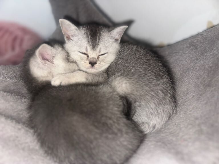 British Shorthair kittens - Image 3 of 5