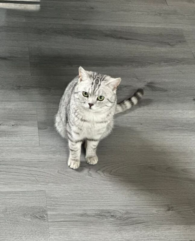 British Shorthair kittens - Image 4 of 5