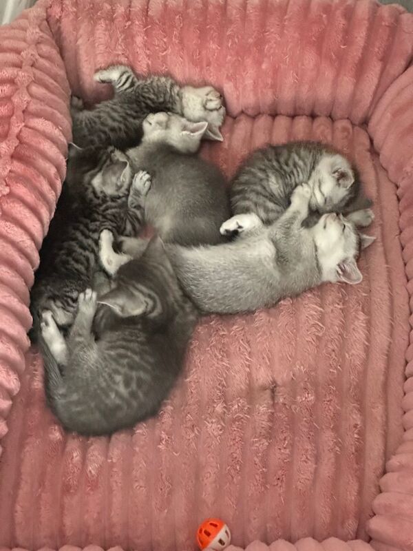 British Shorthair kittens - Image 5 of 5