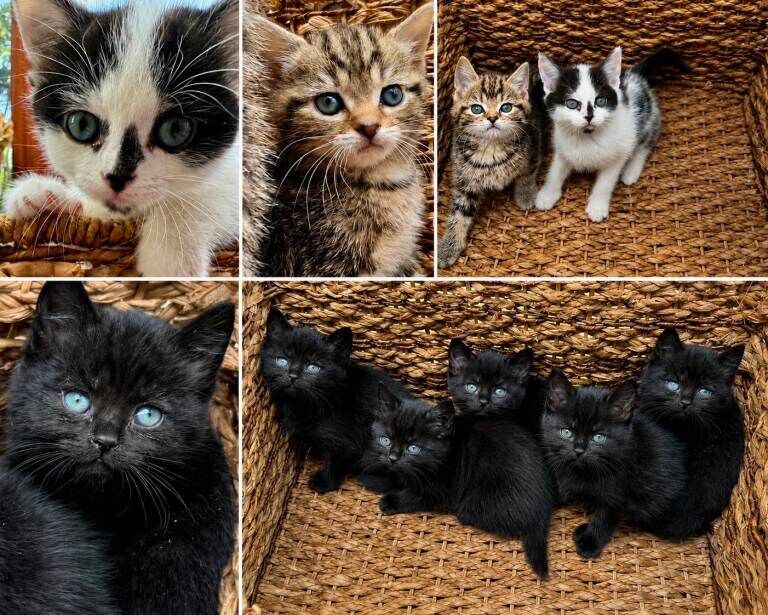 British Shorthair Kittens For Sale