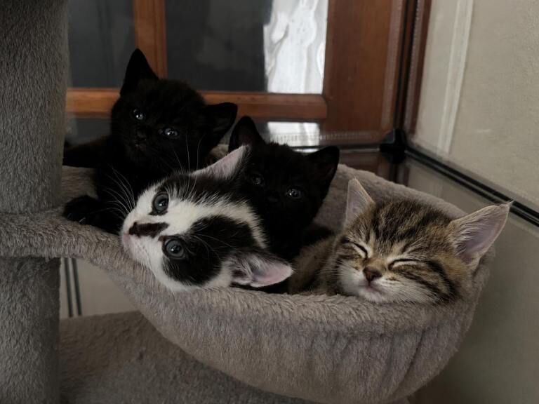 British Shorthair kittens - Image 3 of 3