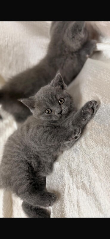 British shorthair kittens