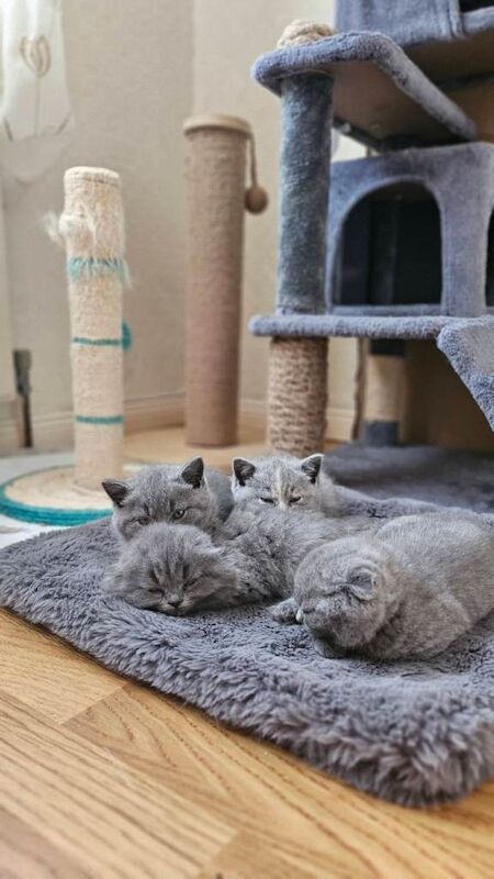 British Shorthair kittens - Image 2 of 5