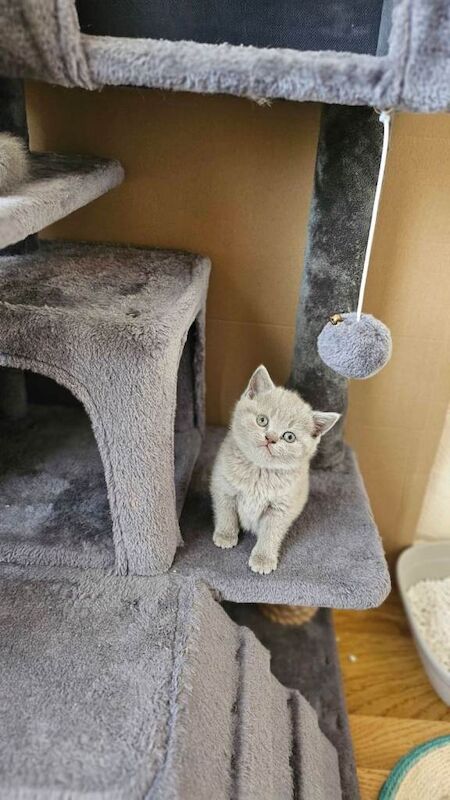 British Shorthair kittens - Image 3 of 5