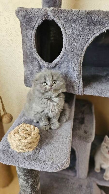 British Shorthair kittens - Image 4 of 5