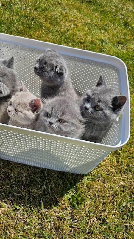 British Shorthair kittens - Image 5 of 5