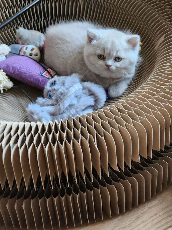 British Shorthair kittens