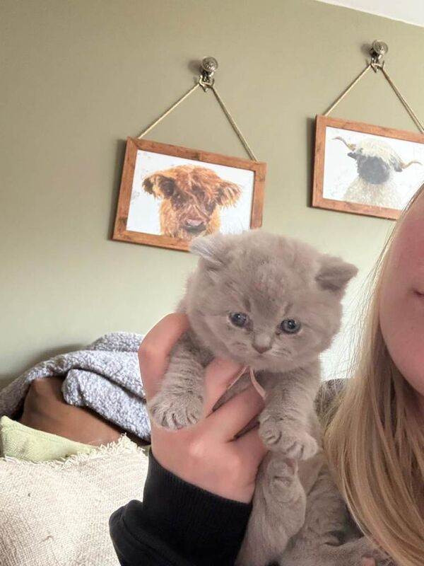 British Shorthair kittens - Image 2 of 5