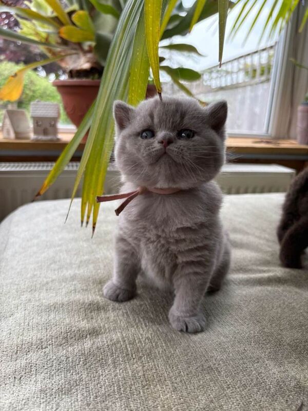 British Shorthair kittens - Image 3 of 5