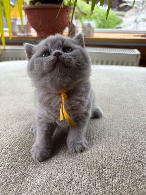 British Shorthair kittens - Image 4 of 5