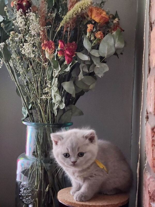 British Shorthair kittens - Image 5 of 5