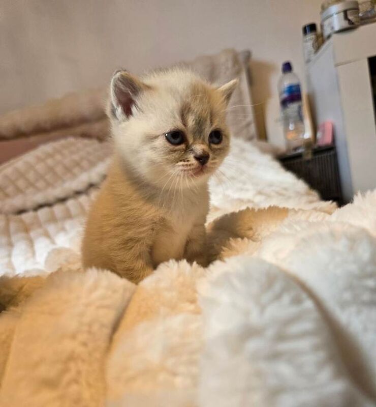 British Shorthair Kittens