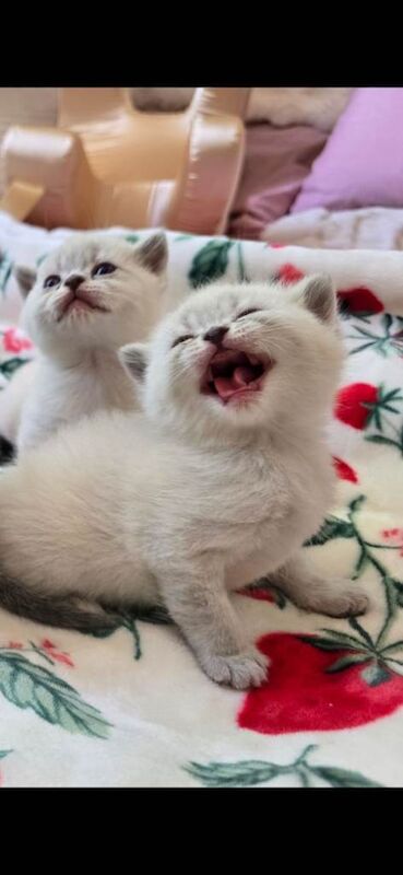 British Shorthair Kittens - Image 2 of 5