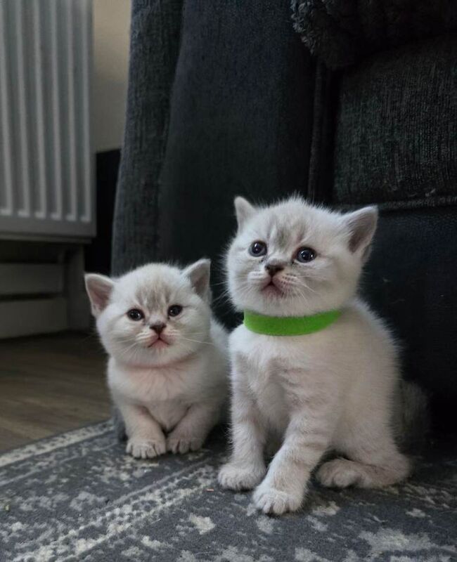 British Shorthair Kittens - Image 3 of 5