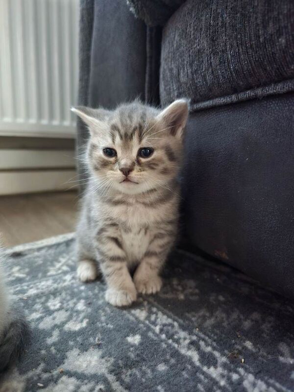 British Shorthair Kittens - Image 4 of 5