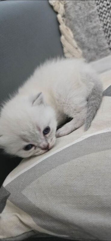 British Shorthair Kittens - Image 5 of 5