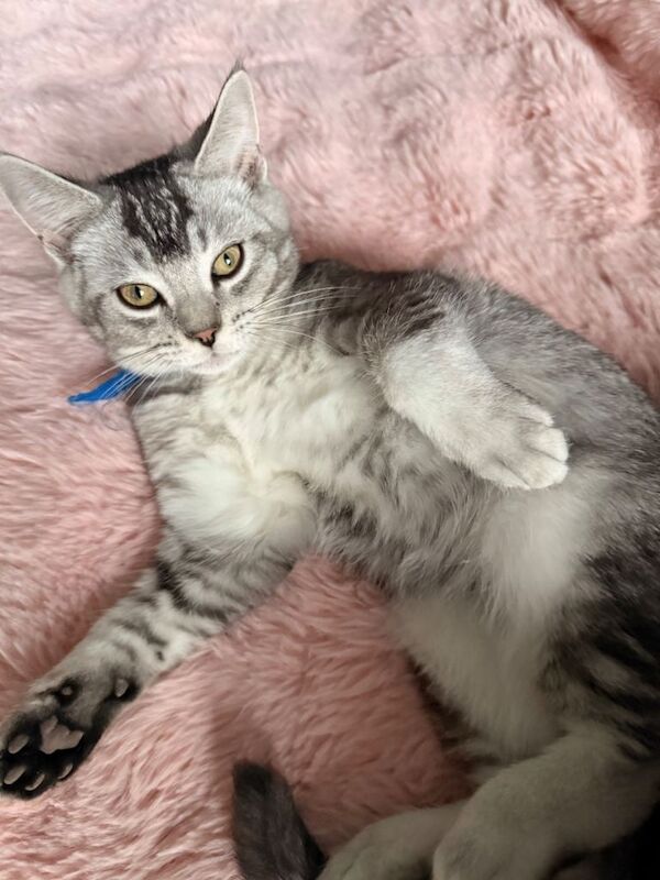 British Shorthair Kittens