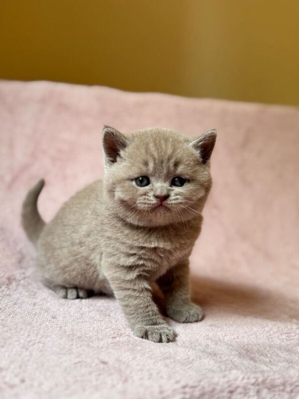 British Shorthair Kittens For Sale