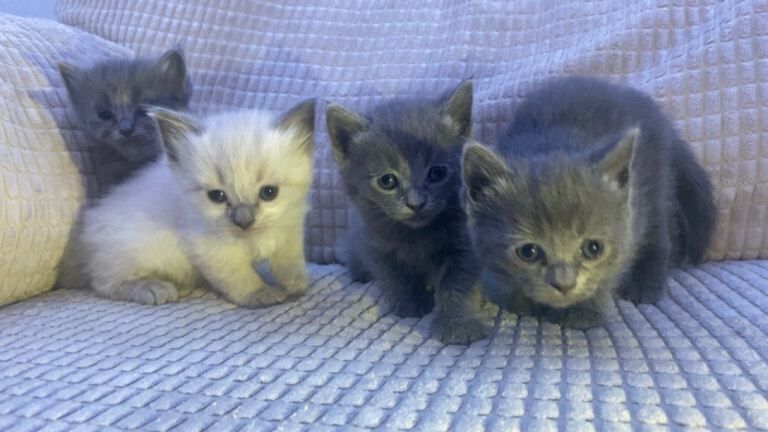 British Shorthair Kittens - Image 2 of 5