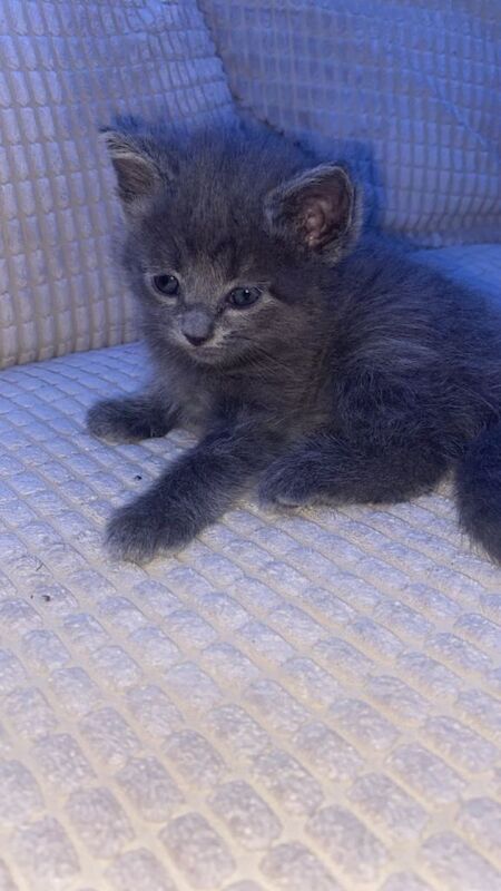 British Shorthair Kittens - Image 3 of 5