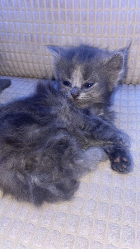 British Shorthair Kittens - Image 4 of 5