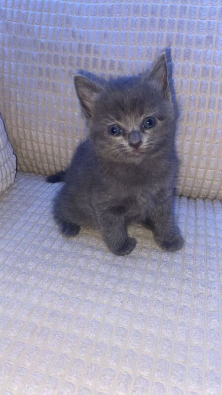 British Shorthair Kittens - Image 5 of 5