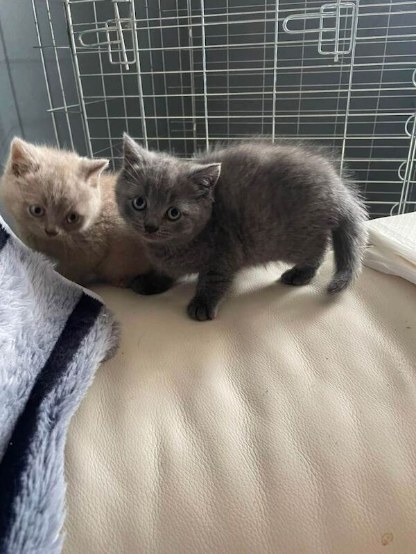 British shorthair kittens