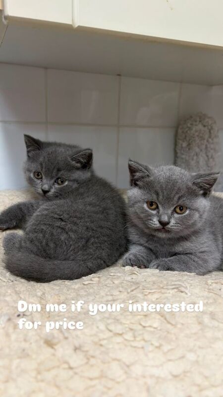 British Shorthair Kittens For Sale