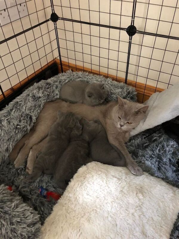 British shorthair kittens